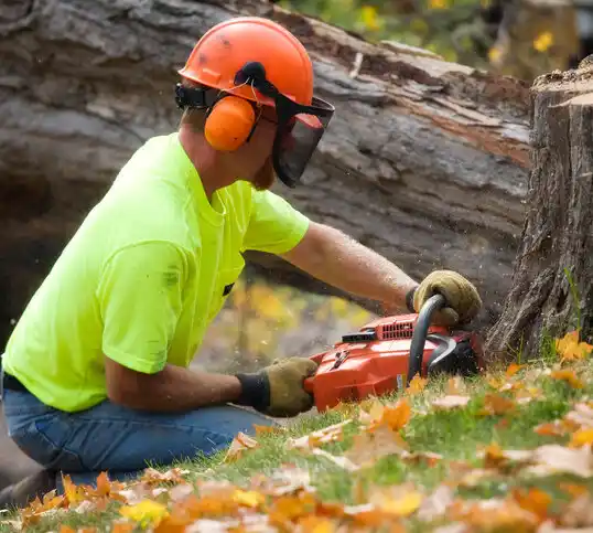 tree services Archer Lodge